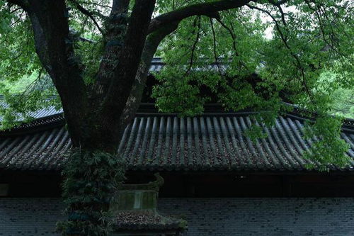 頭陀寺舊事,這座溫州最美寺院竟是消失在時(shí)光中的校園