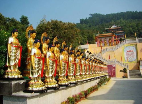 11月7日,陽(yáng)山銀杏節(jié) 船游小漓江 栗子風(fēng)味宴 四星酒店純玩2日,會(huì)員299元 送兩斤紅薯 含來(lái)那個(gè)正一早餐